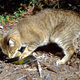 A feral cat eats a crimson rosella bird in Australia.